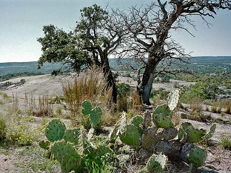 Texas Fredericksburg Wüste mit Kakteen