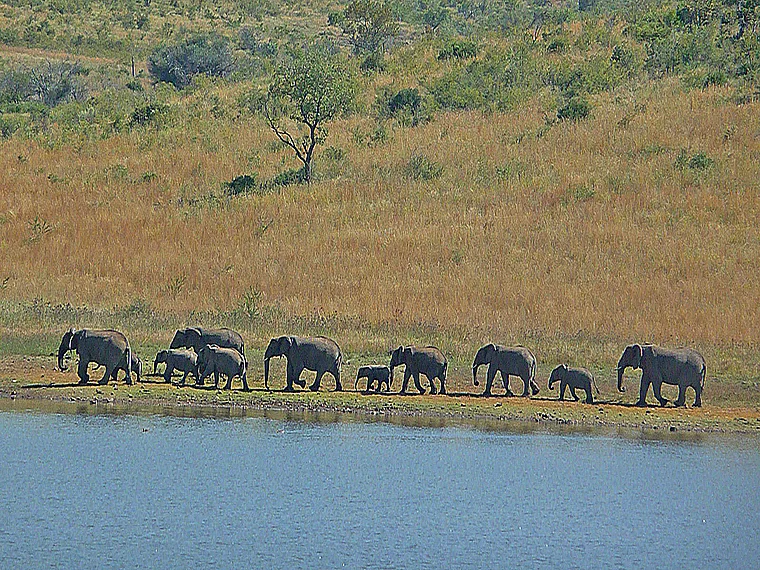 Südafrika Pilanesberg National Park Elefanten Kolonne