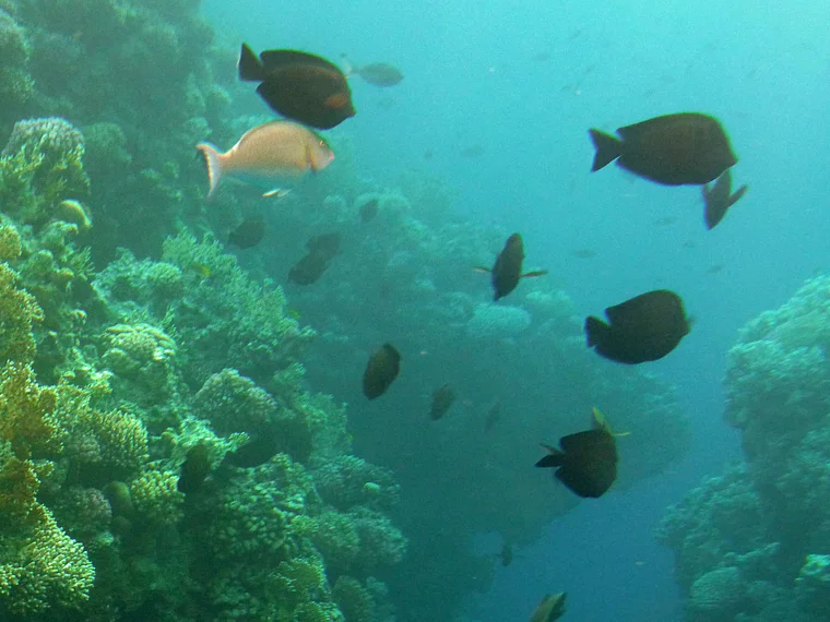 Sinai Sharm El Sheikh Korallenriff mit Fischen
