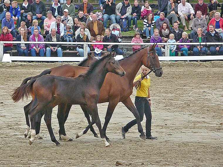Dillenburg Hengstparade Vollblüter