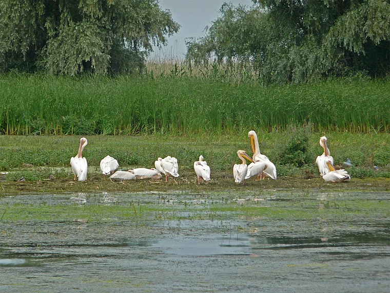 Rumänien Donau Delta Pelikane stehend