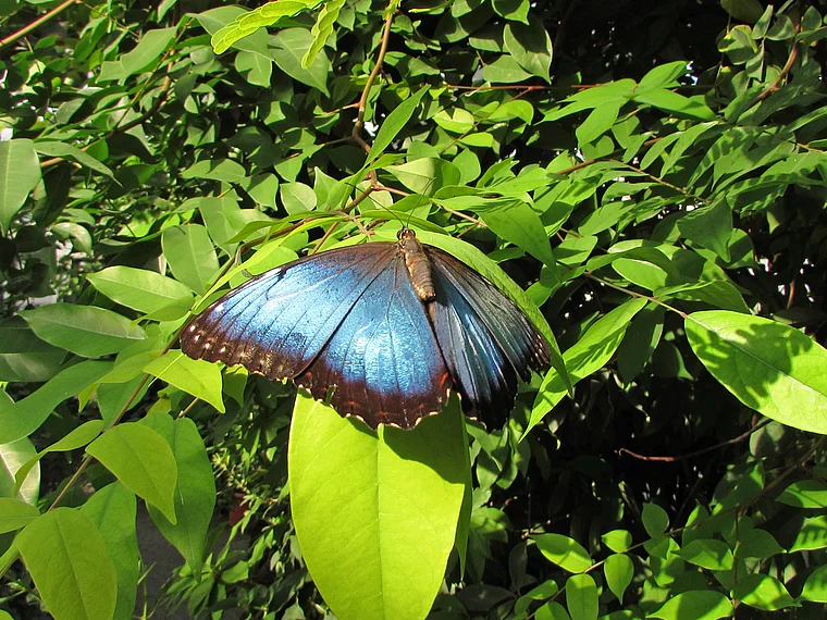 Insel Mainau blauer Morpho