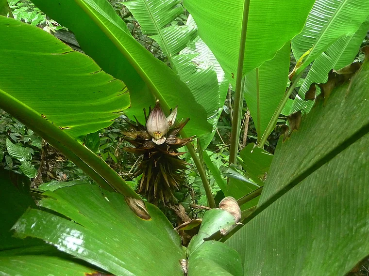 Malaysia Taman Negara Bananenstaude