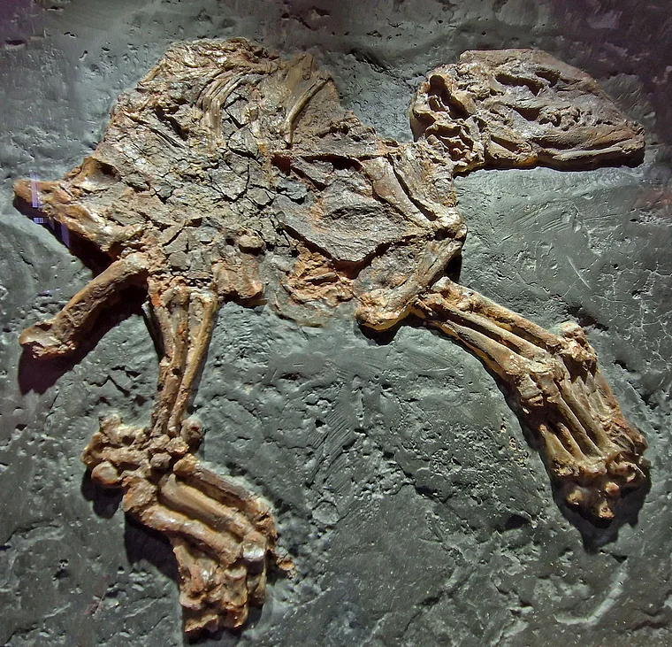Messel Fossilienmuseum Tapir