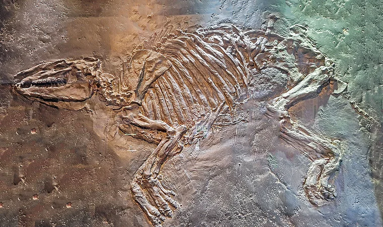 Messel Fossilienmuseum Urpferdchen