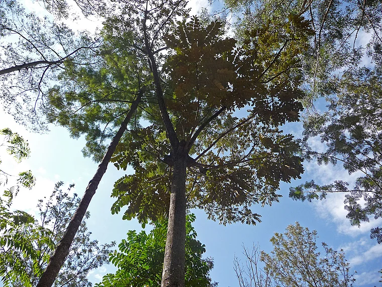 Ruanda Regenschirmbaum von unten