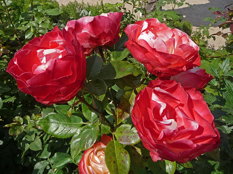 Koblenz Bundesgartenschau rote Rosen