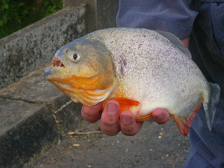 Venezuela Hand mit Piranha