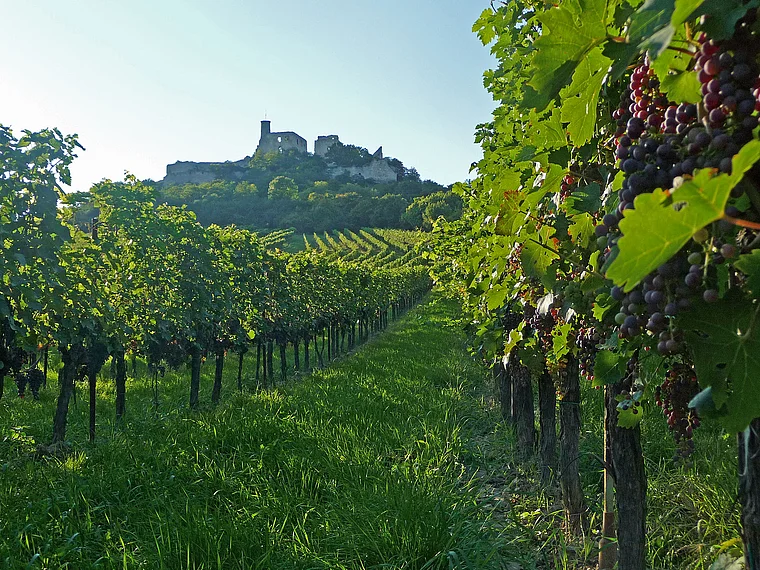 Weinviertel Falkenstein Weinberge