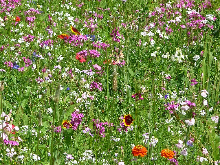 Gießen Landesgartenschau Blumenwiese
