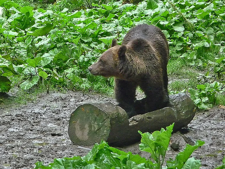Rumänien Karpaten Bär am Futtertrog