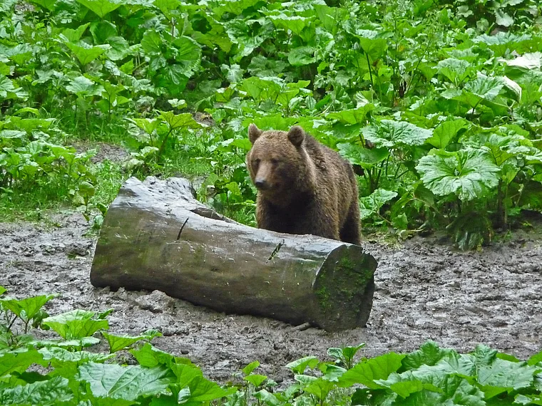Rumänien Karpaten alter Braunbär
