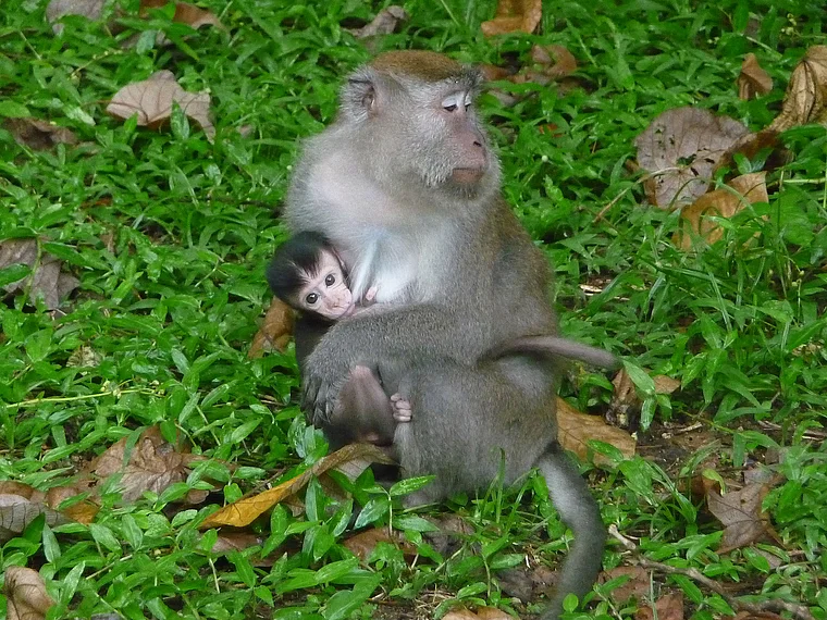 Kuala Lumpur Mont Kiara Park Affenmutter mit Baby