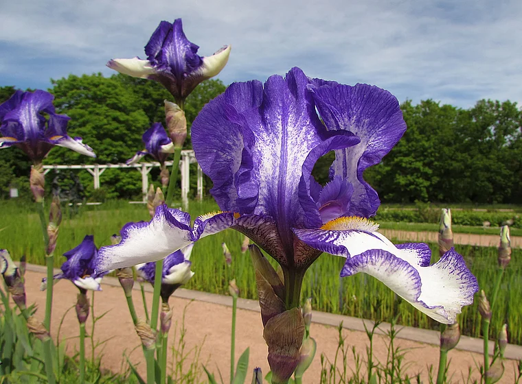 Darmstadt Rosenhöhe Schwertlilie