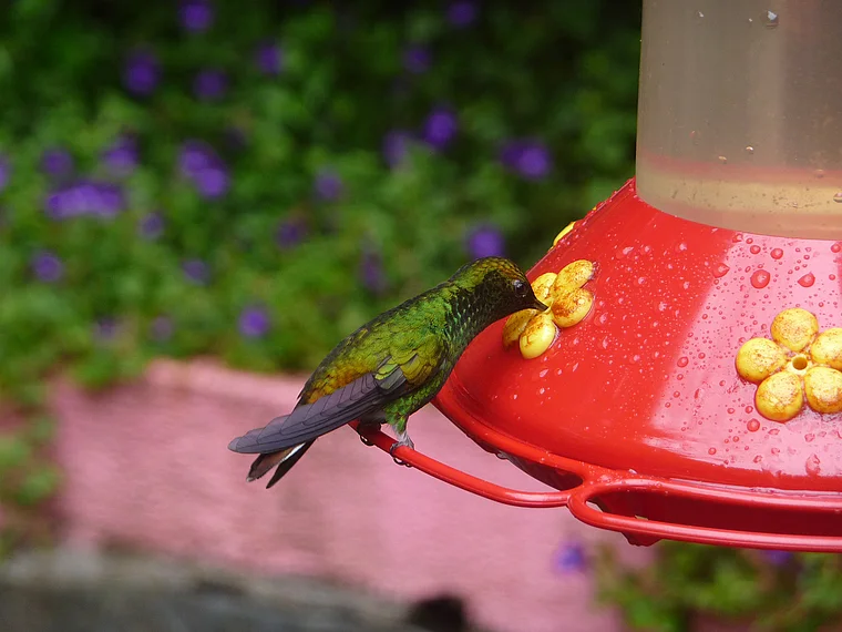 Costa Rica Kolibiri nascht Zuckerwasser