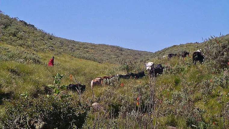 Tansania Ngorongoro Massai mit Rindern
