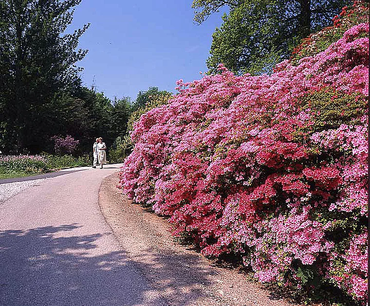 Lake District Muncaster Castle Rhododendren