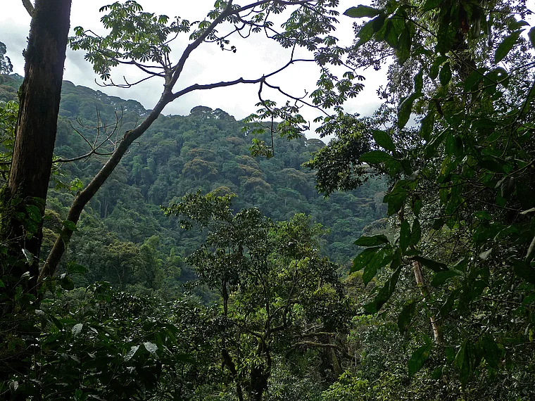 Ruanda Nyungwe National Park Nebelwald