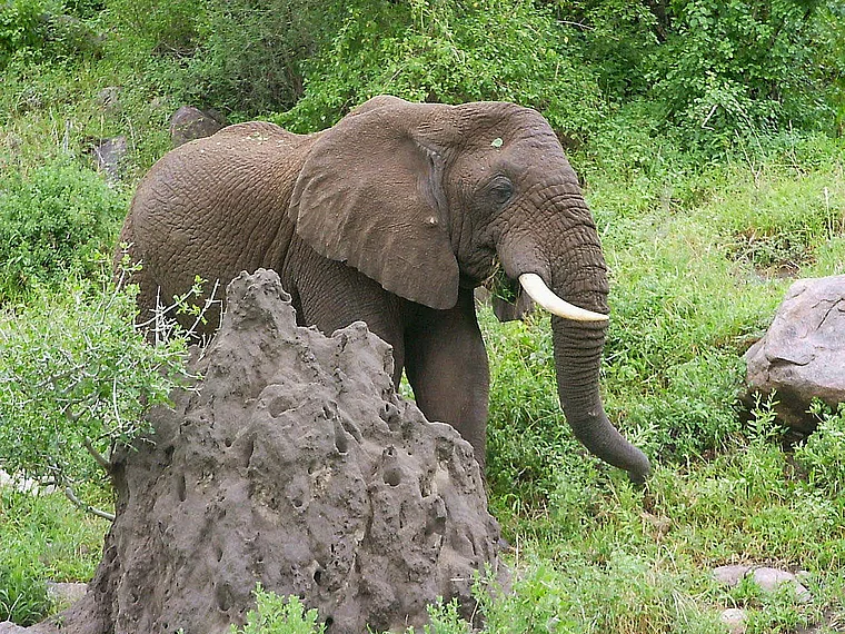Tansania Tarangire Elefant nah