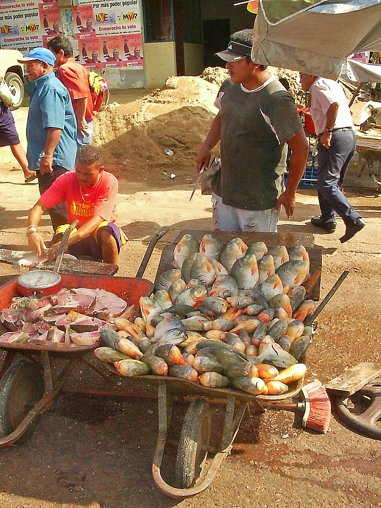 Venezuela Puerto Ayacucho Schubkarre mit Piranhas
