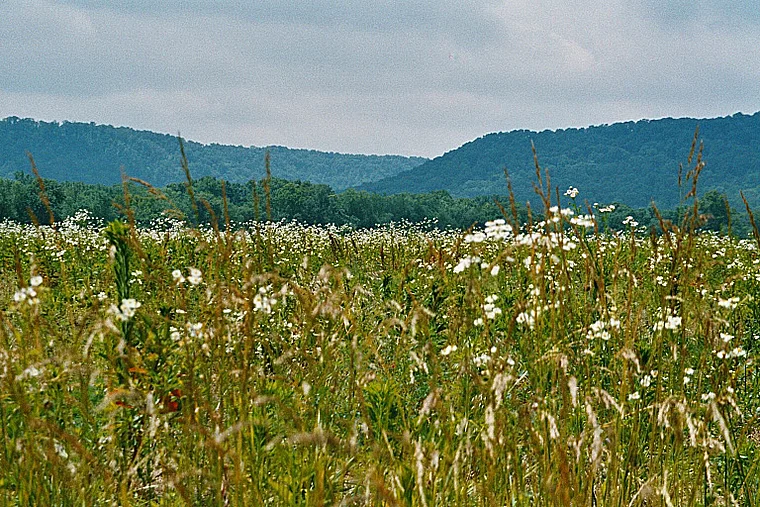 Kentucky Bluegrass