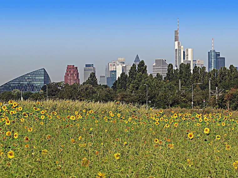 Frankfurt Oberrad Sonnenblumen