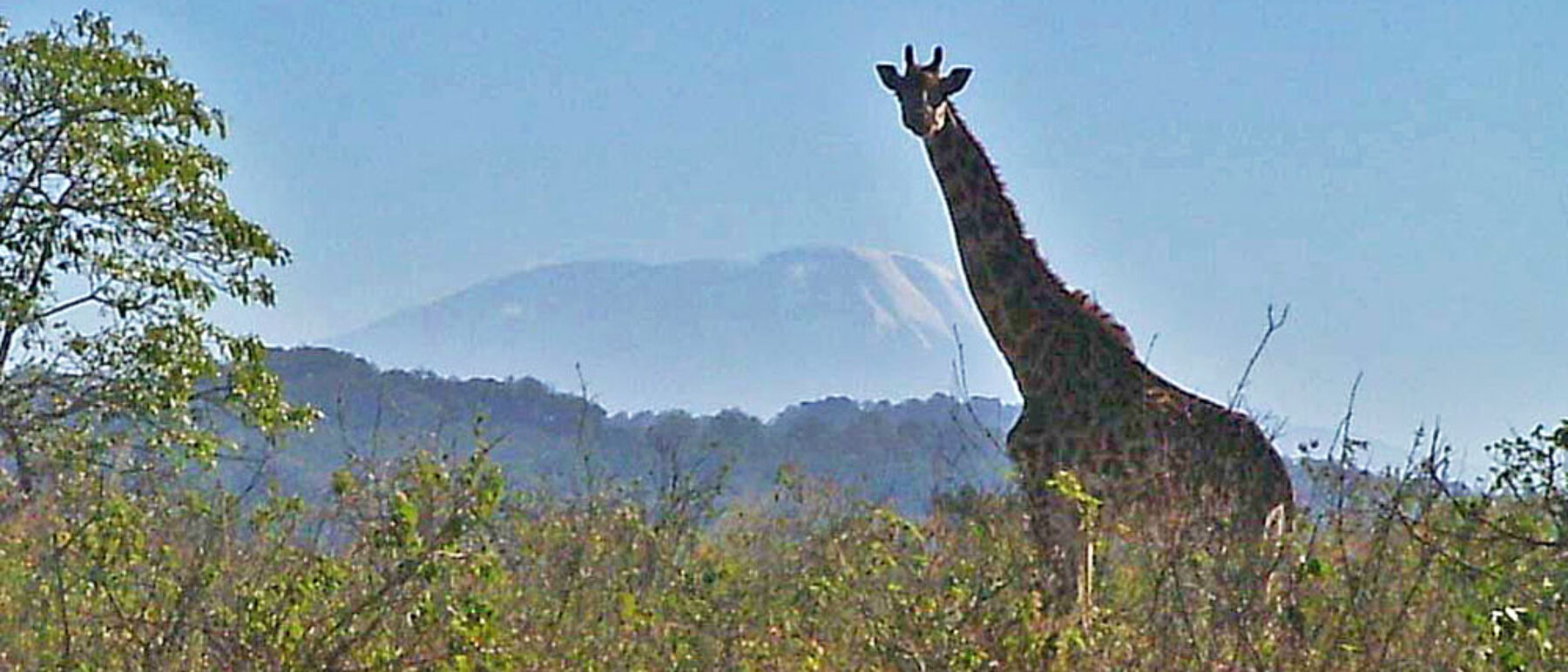 Tansania Giraffe vor Kilimandscharo