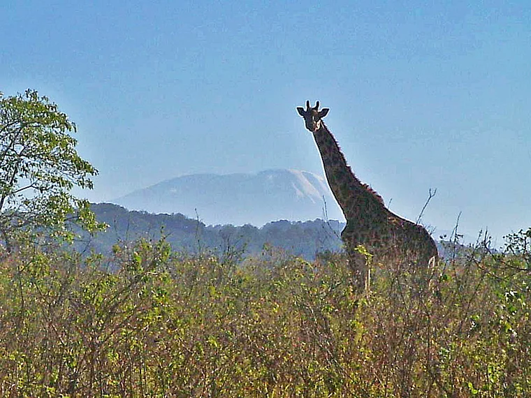 Tansania Giraffe vor Kilimandscharo