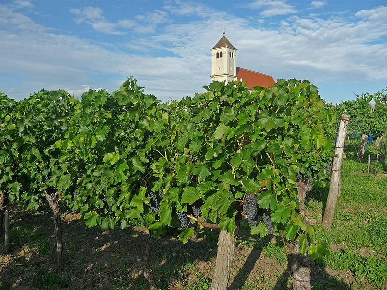 Weinviertel Wartberg Weinberg