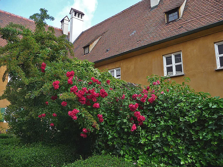 Augsburg Fuggerei Rosen