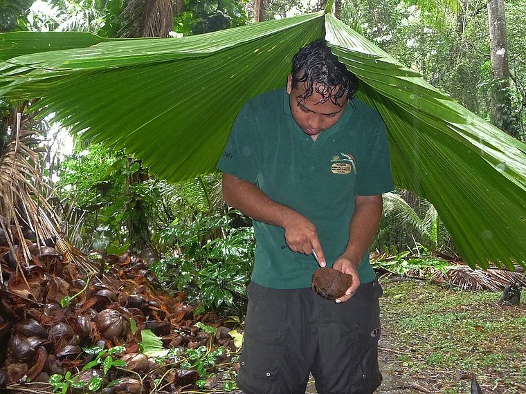 Costa Rica Piedras Blancas Casa Orquideas Jardin Botanico Riesenblatt als Regenschirm