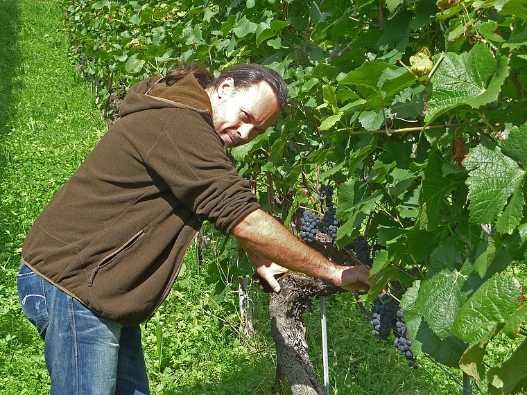 Thurgau Ottenberg Michael Broger im Weinberg
