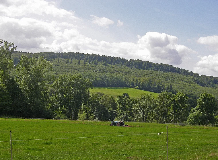 Elm Eilumer Horn