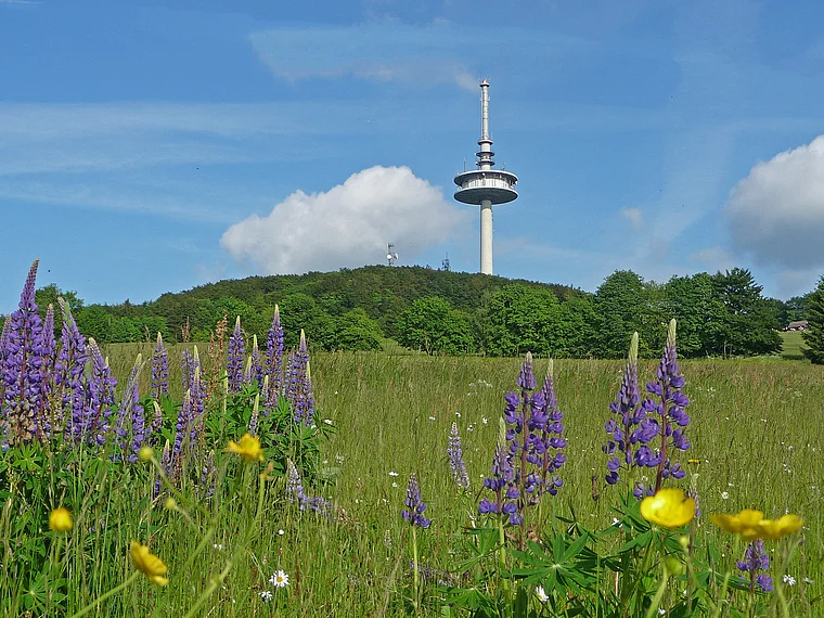 Schotten Hoherodskopf Frühling