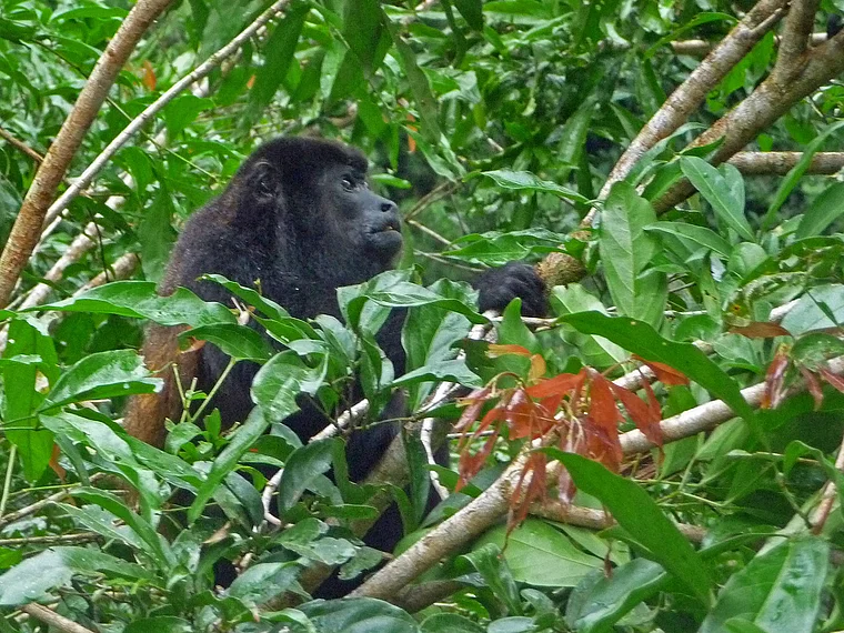 Costa Rica Brüllaffe im Baum