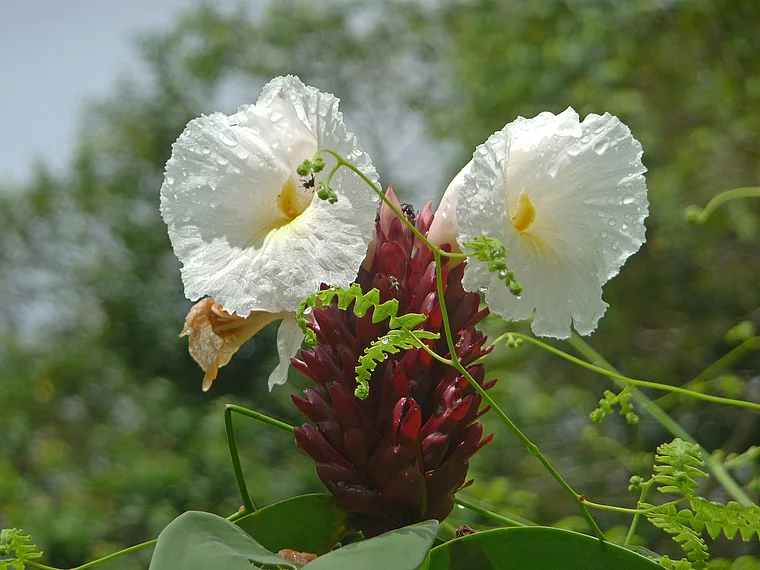 Costa Rica Roter Ingwer echte Blüten