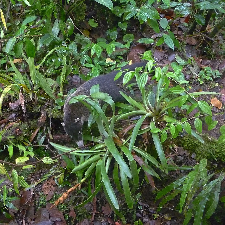 Costa Rica Valle de Orosi Nasenbär