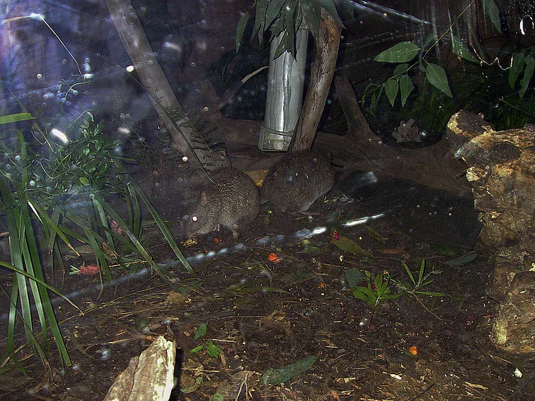 Sydney Wildlife World Possums