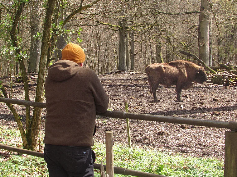 Wiesbaden Fasanerie Wisent