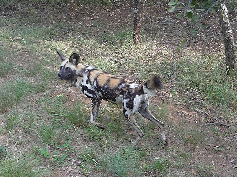 Südafrika Ann van Dyk Cheetah Centre Wildhund