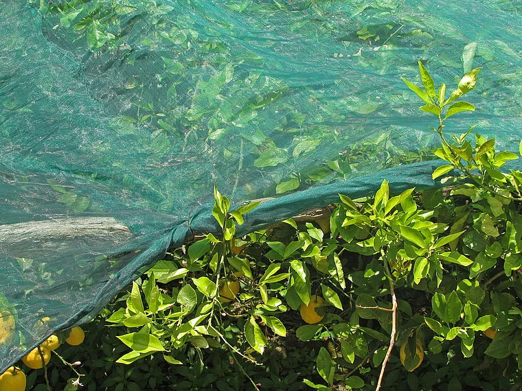 Amalfi Zitronenplantage