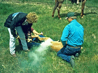 South Dakota Whitewood Creek Ranch Frau beim Branding