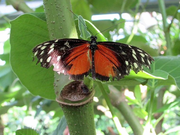 Insel Mainau tropischer Schmetterling