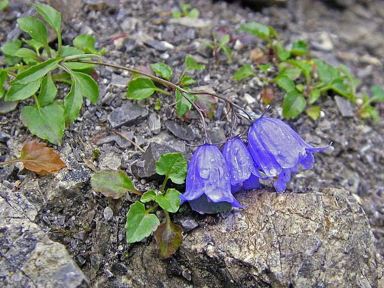 Liechtenstein Fürstensteig Blumen