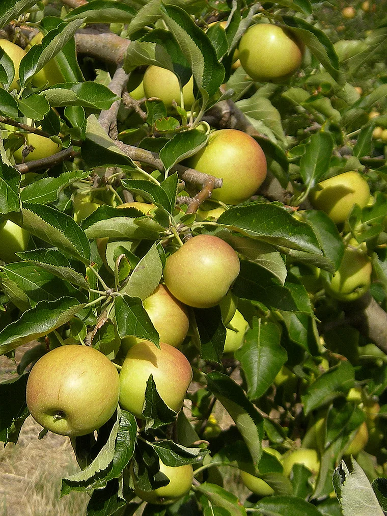 Tasmanien Äpfel am Baum