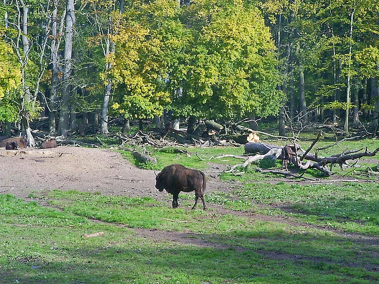 Springe Saupark Wisent