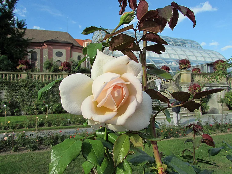 Weiße Rose im Blütenpark der Insel Mainau