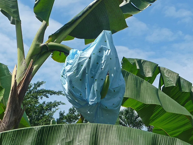 Costa Rica Bananen im Plastikhülle
