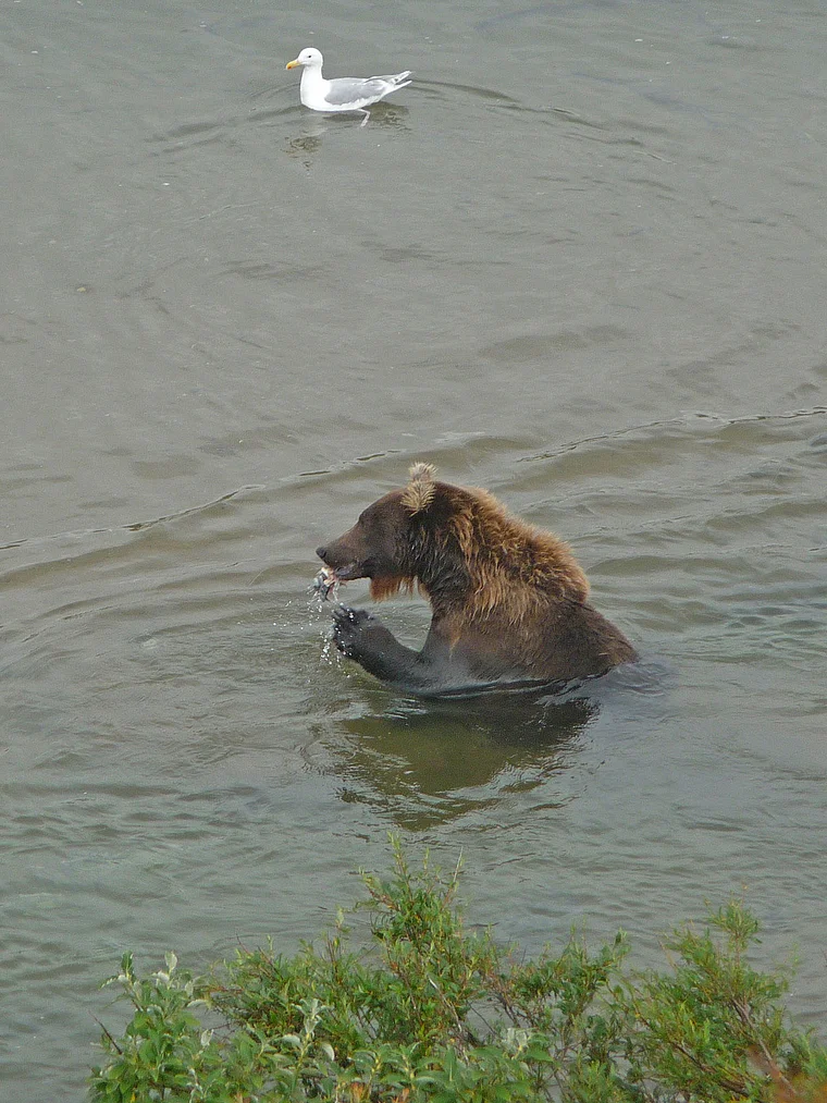 Alaska Katmai Braunbär frisst Lachs