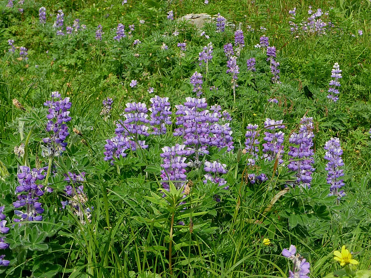 Alaska blühende Lupinen